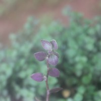 Callisia repens (Jacq.) L.